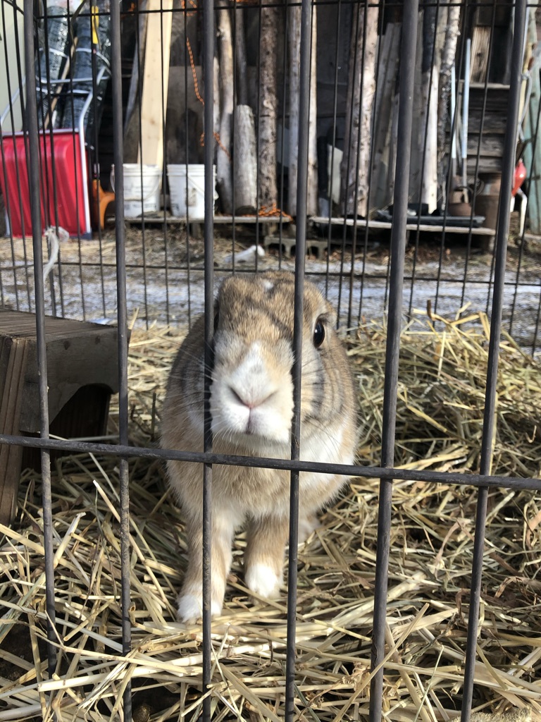 うさぎのラビちゃん