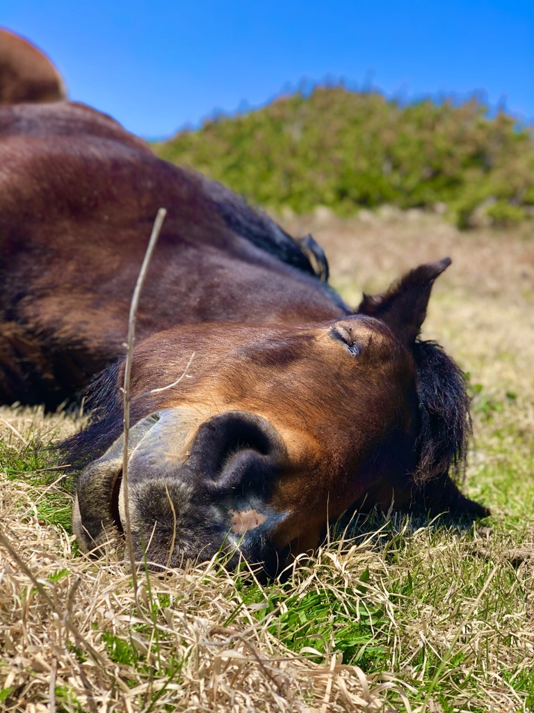 下北半島観光】寒立馬の放牧が見られる尻屋崎ってどんなところ